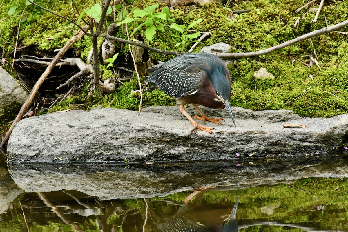 Green Heron - ML445883541