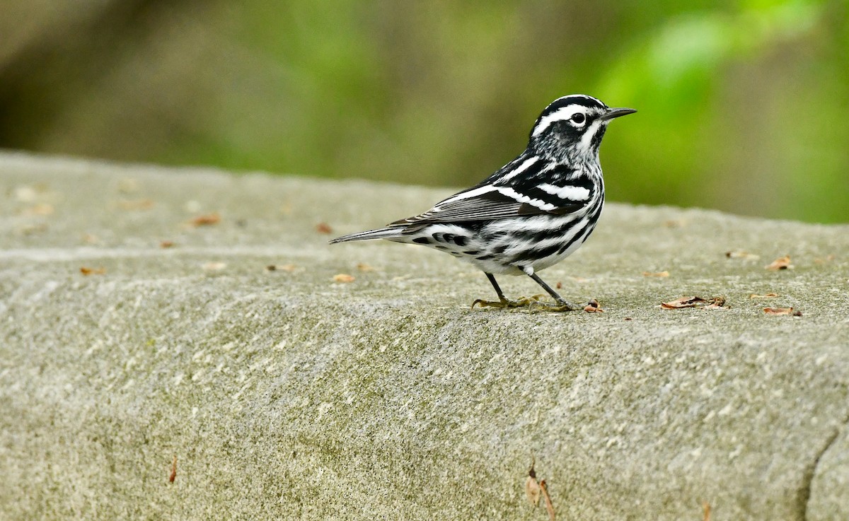 Black-and-white Warbler - ML445883741