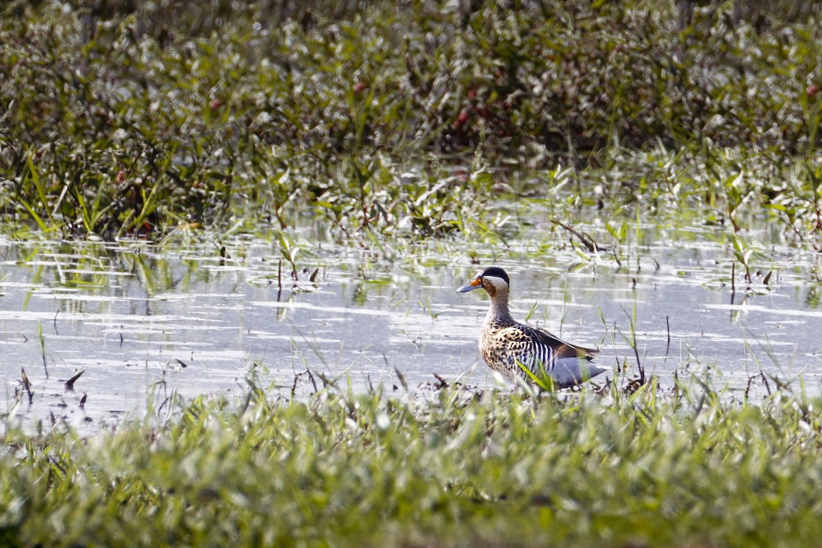 Silver Teal - Rodrigo Díaz