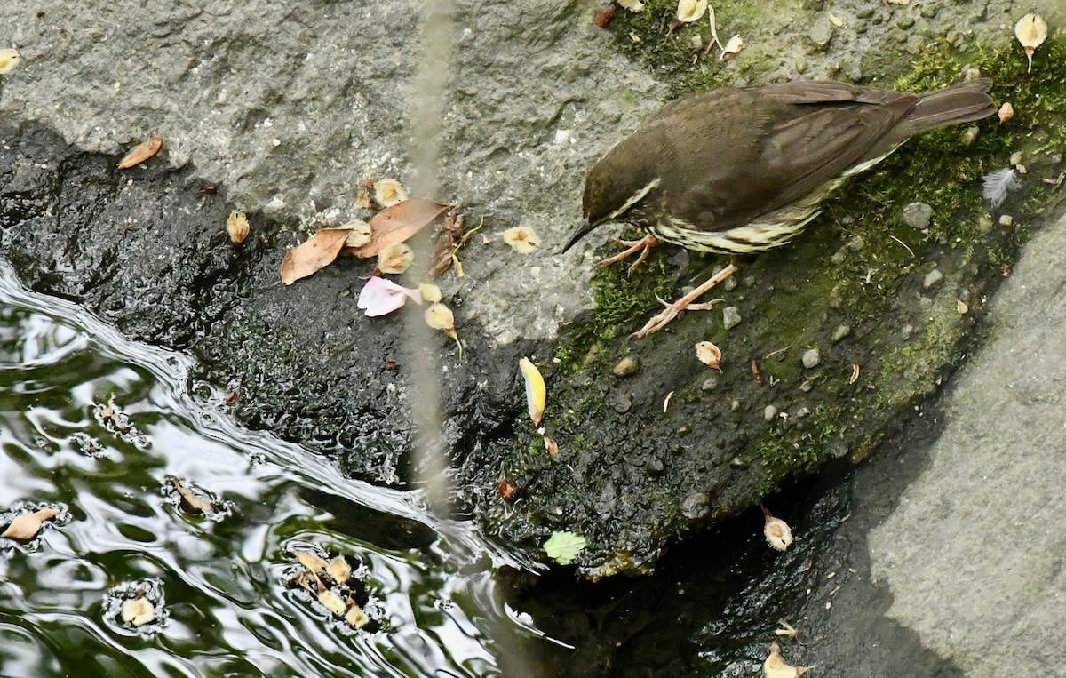 Northern Waterthrush - ML445884121