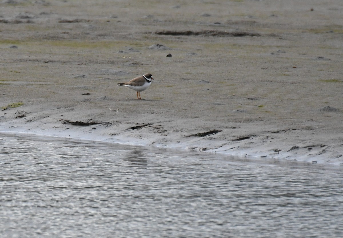 Semipalmated Plover - ML445885611