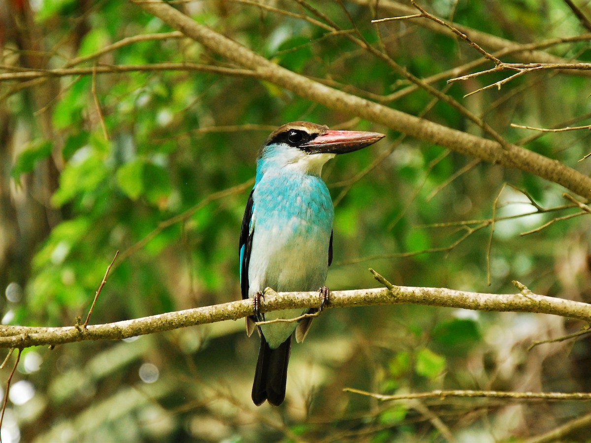 Blue-breasted Kingfisher - Ángel Quirós