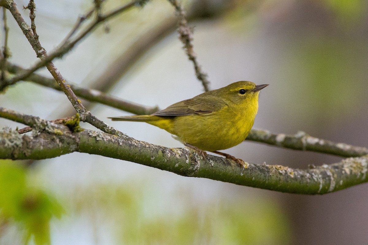 Orange-crowned Warbler - ML445888071