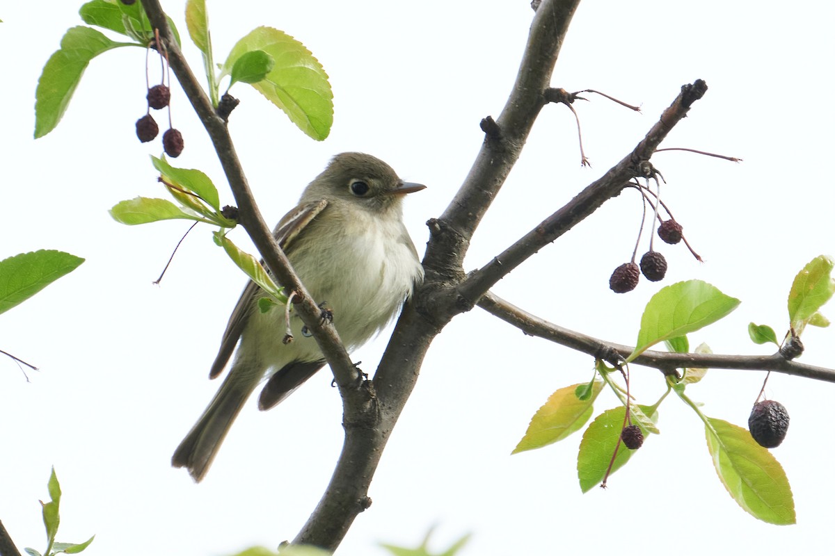 Least Flycatcher - ML445888231