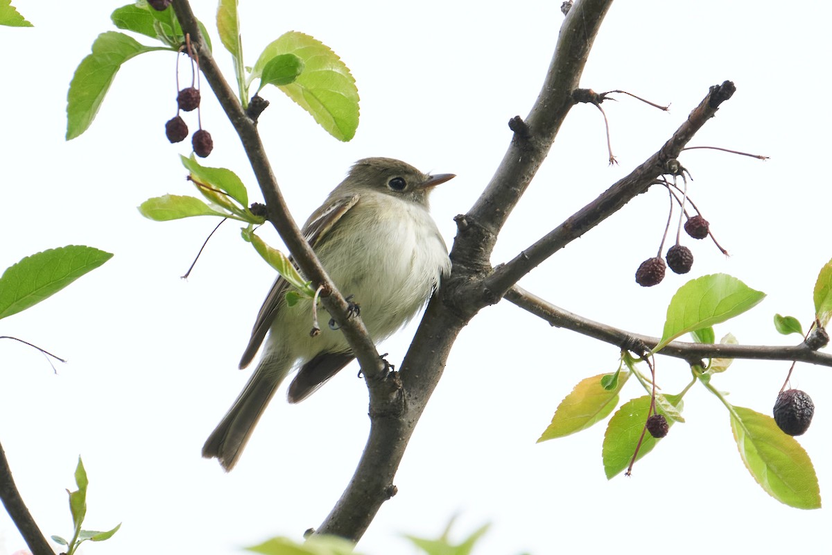 Least Flycatcher - ML445888261