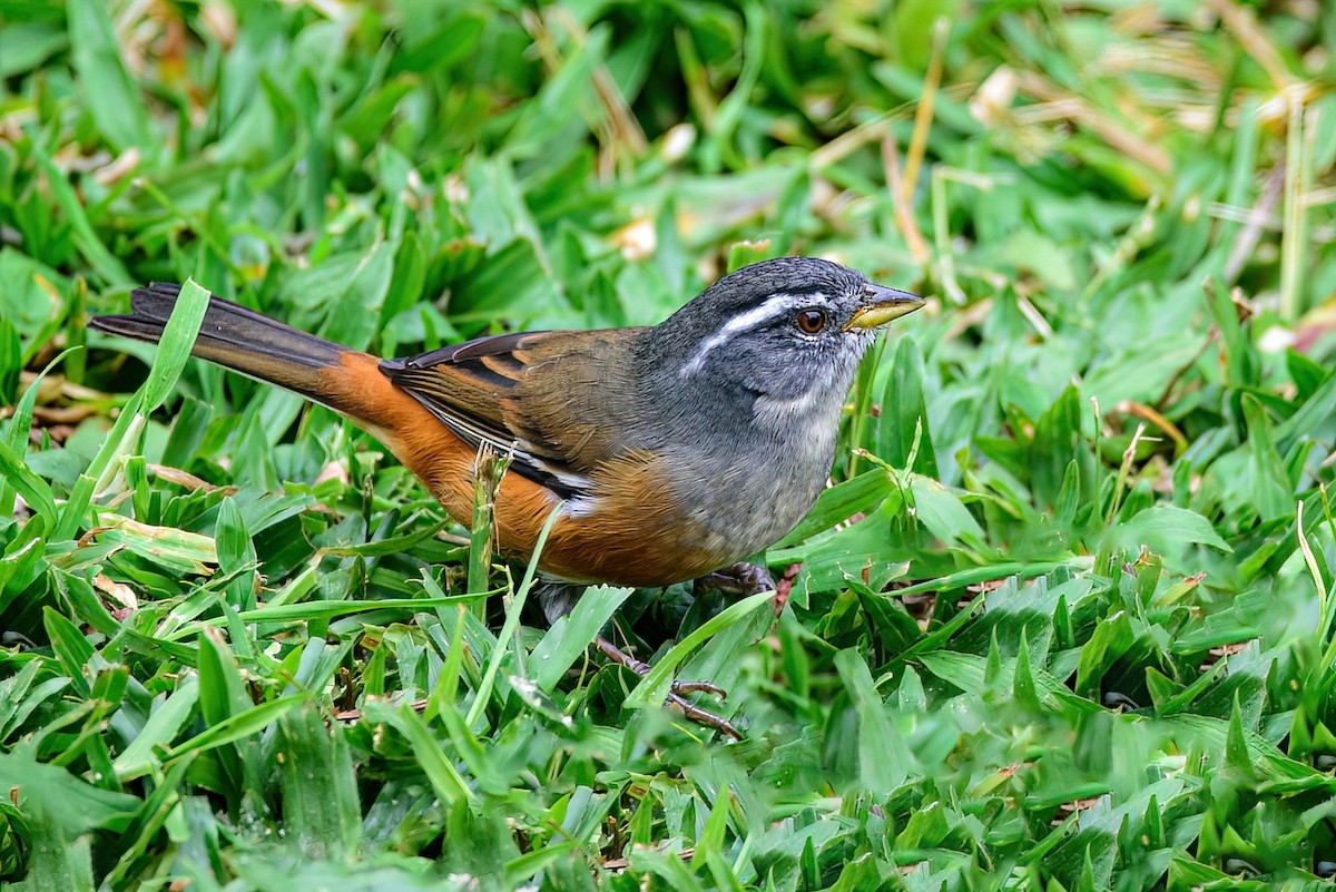 Gray-throated Warbling Finch - ML445888851