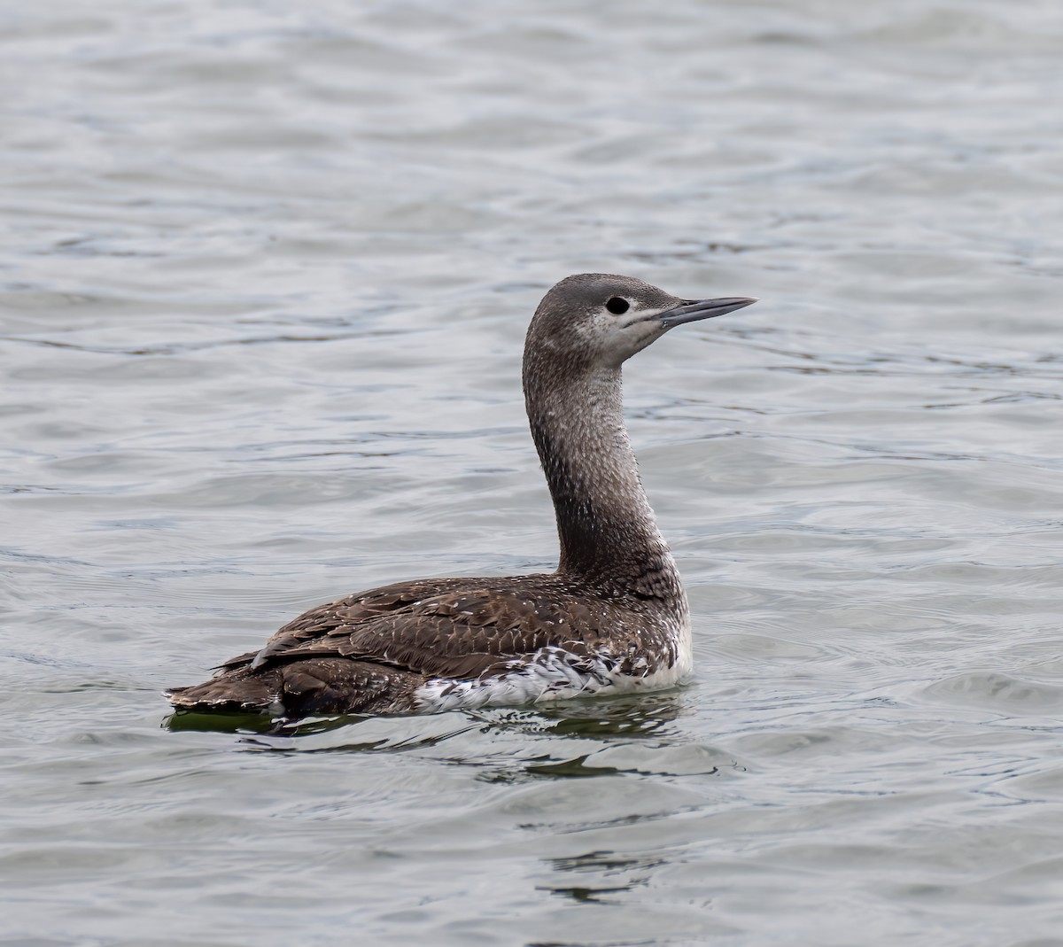 Red-throated Loon - ML445889091