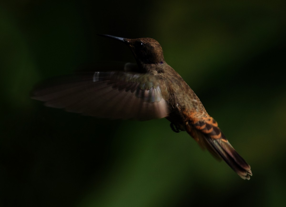 Colibrí Pardo - ML445889281