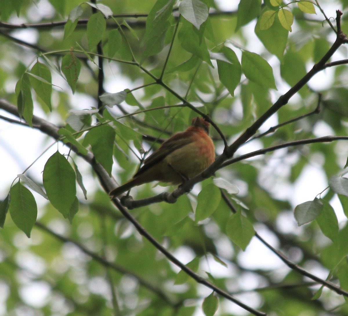 Summer Tanager - ML445890381