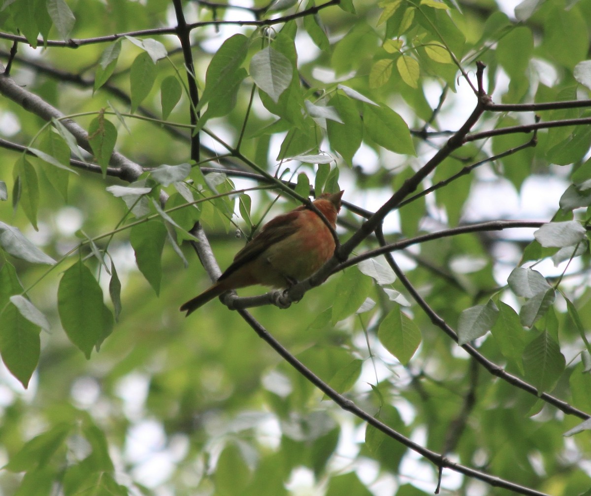 Summer Tanager - ML445890521