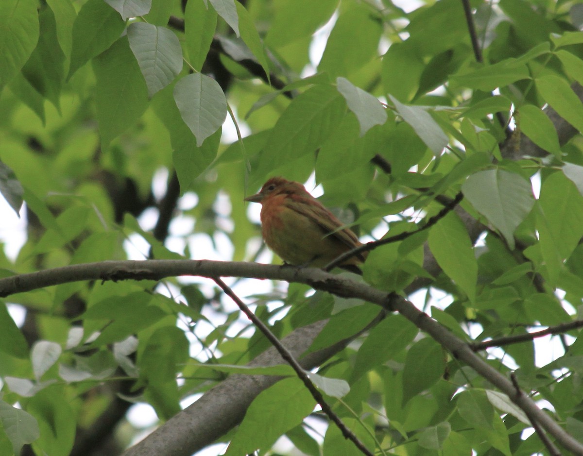 Summer Tanager - ML445890591