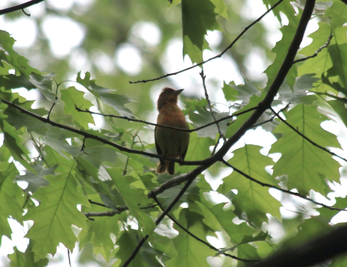 Summer Tanager - ML445890651