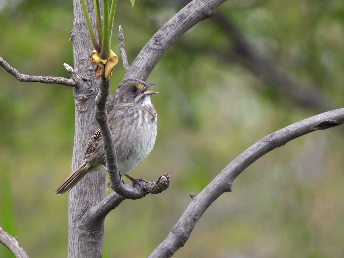 Seaside Sparrow - ML445890681