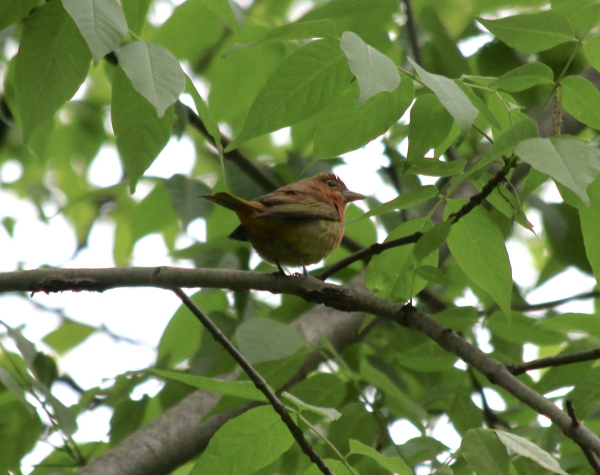 Summer Tanager - ML445890711