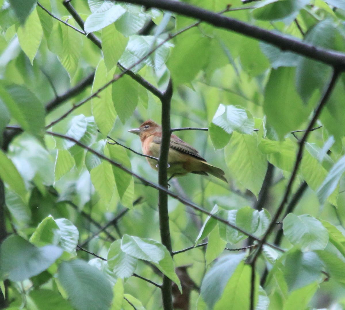 Summer Tanager - ML445890771