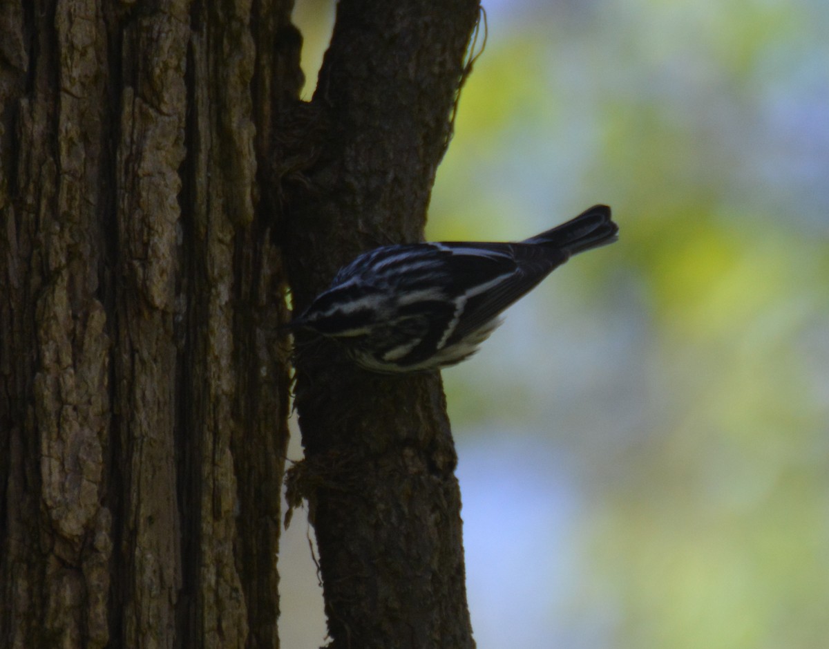 Black-and-white Warbler - ML445891201