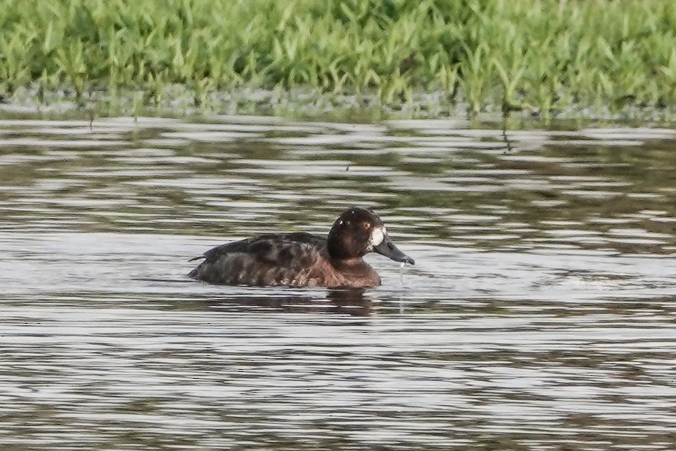 Lesser Scaup - ML445891311