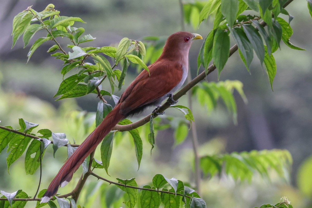 Squirrel Cuckoo (Amazonian) - Allison Miller