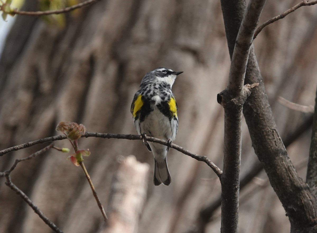 Yellow-rumped Warbler - ML445893741