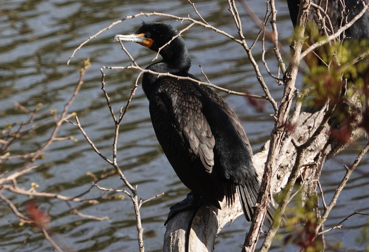 Double-crested Cormorant - ML445893841