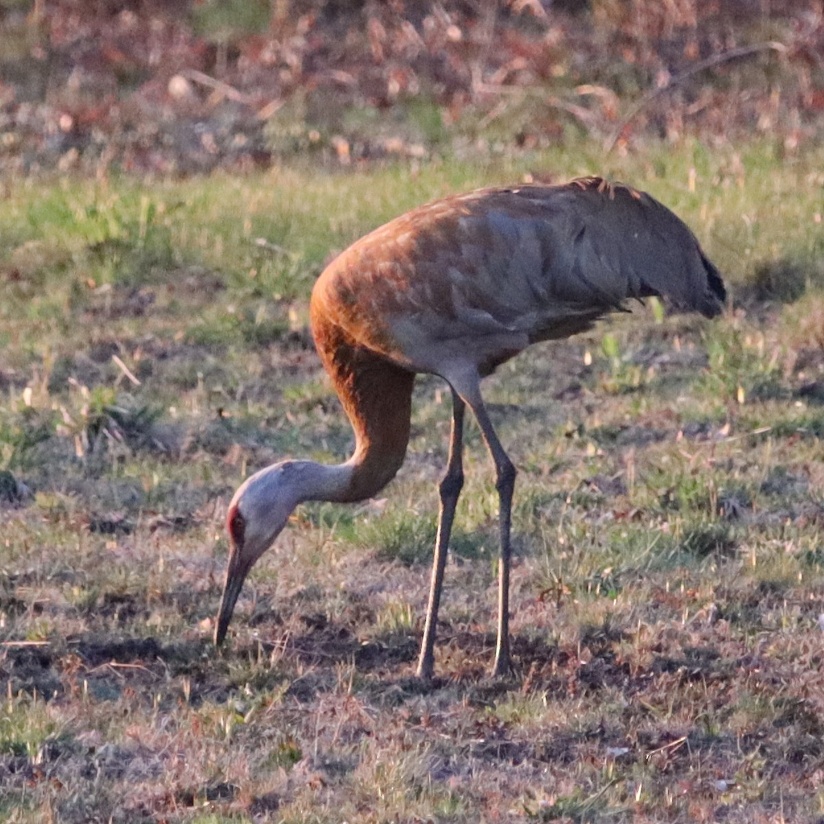 Sandhill Crane - ML445893971