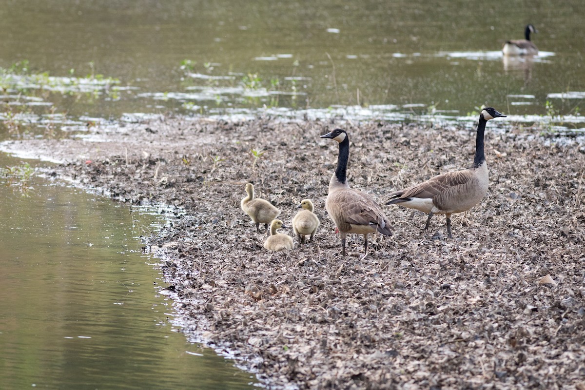 Canada Goose - ML445893981