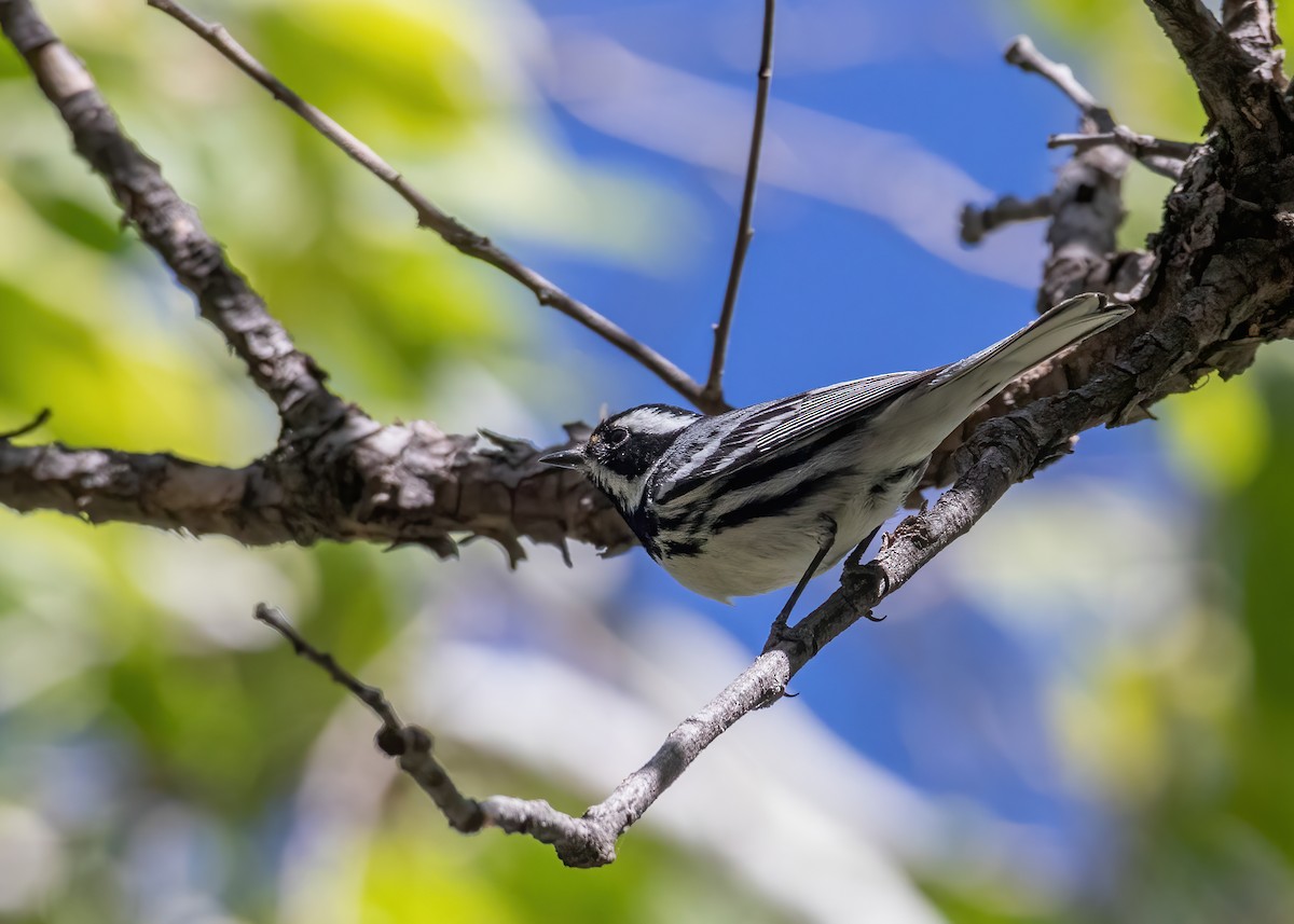 Black-throated Gray Warbler - Andre Moncrieff