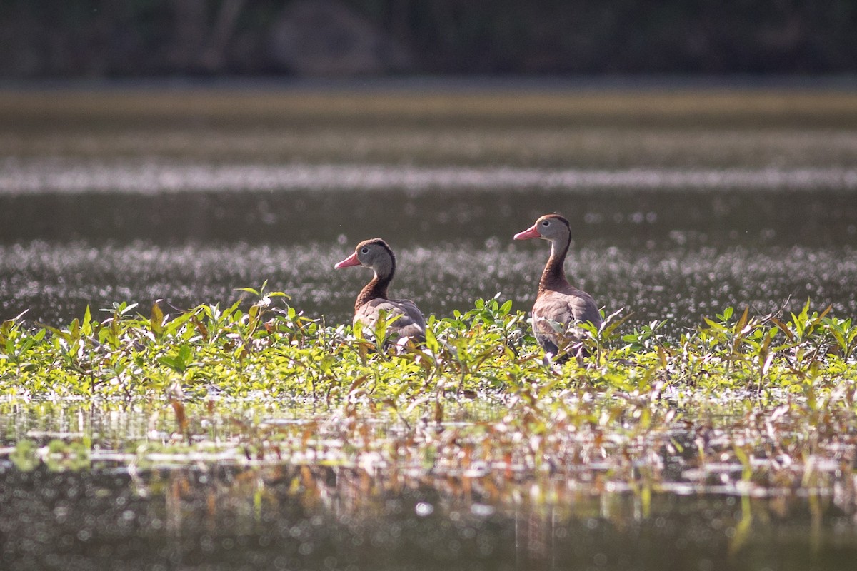 Black-bellied Whistling-Duck - Kevin S