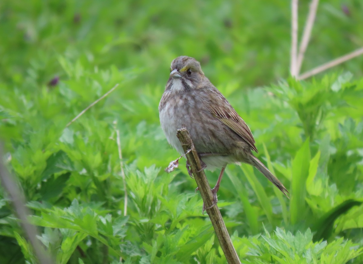 Seaside Sparrow - ML445895491