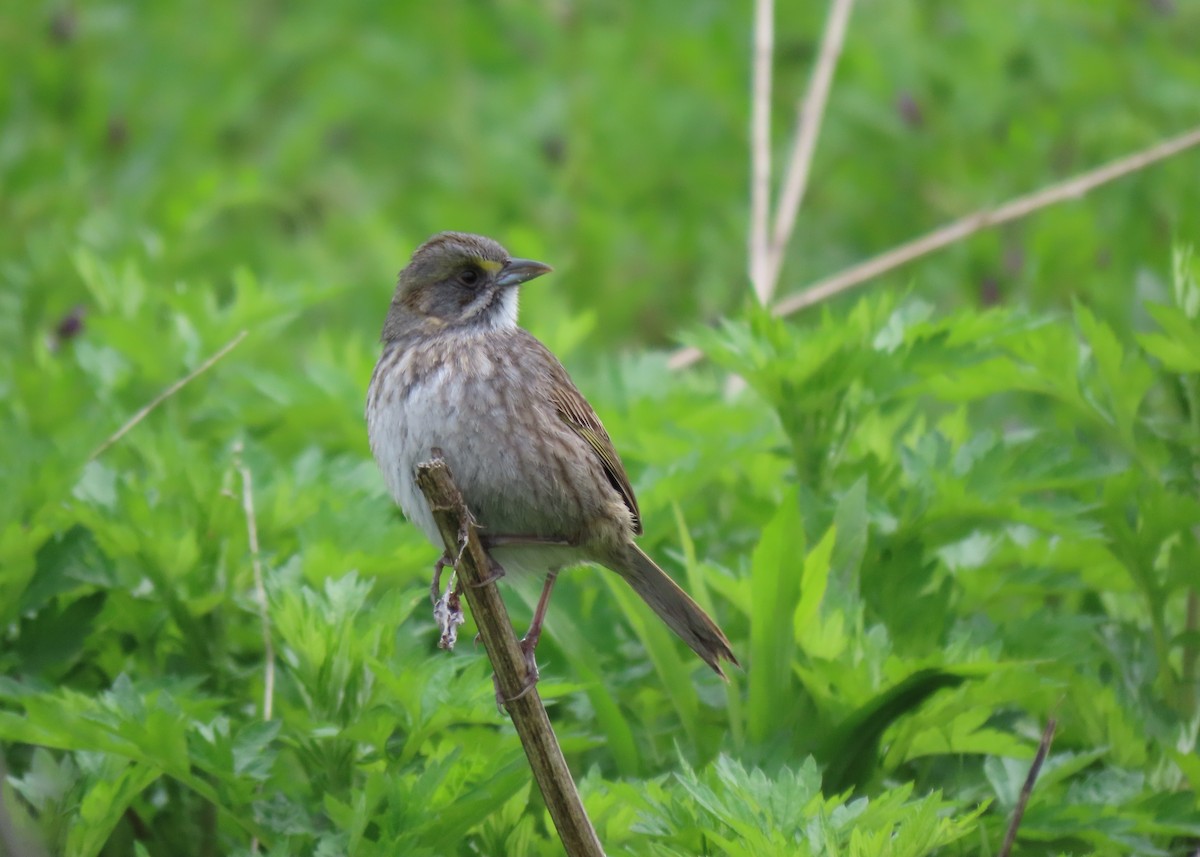 Seaside Sparrow - ML445895551