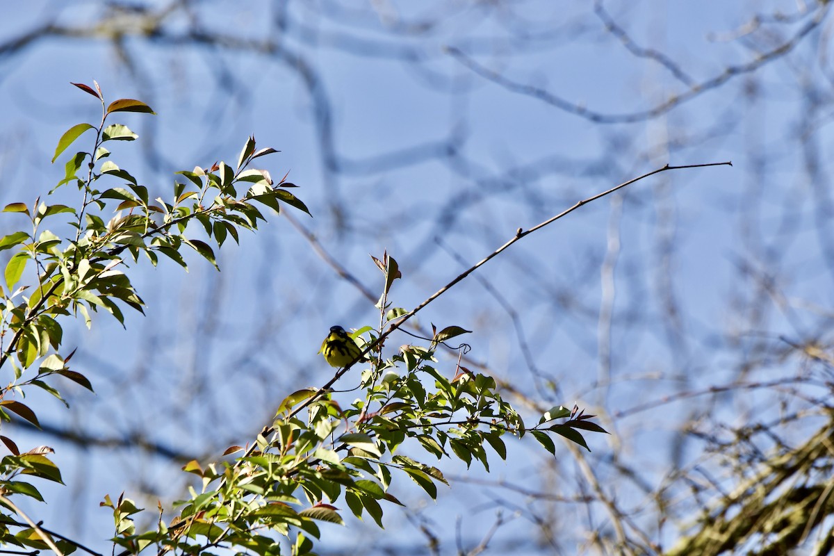 Magnolia Warbler - ML445896401