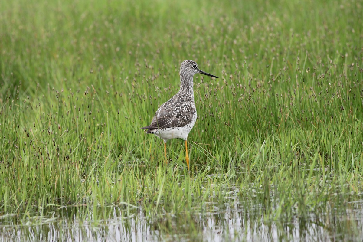 Greater Yellowlegs - ML445896531