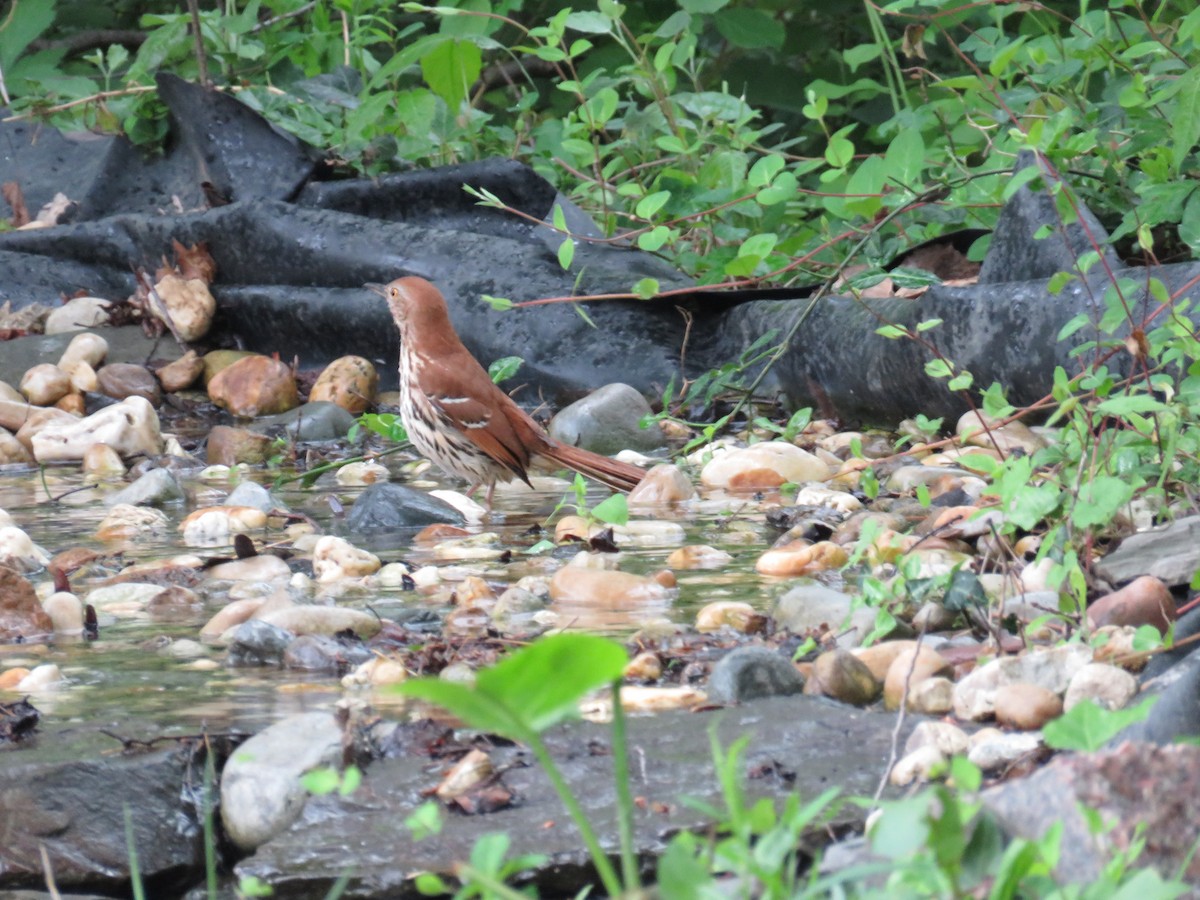 Brown Thrasher - ML445898681