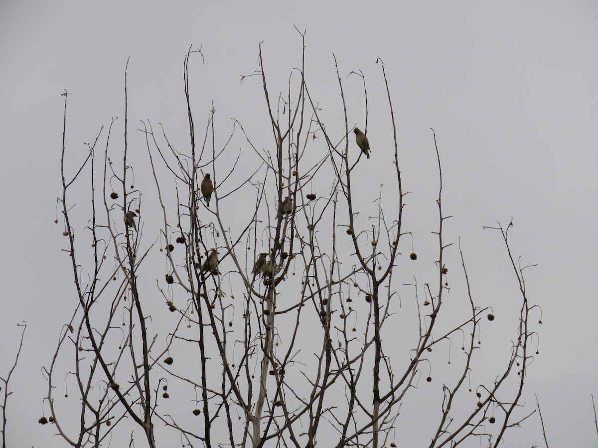 Cedar Waxwing - ML445898821