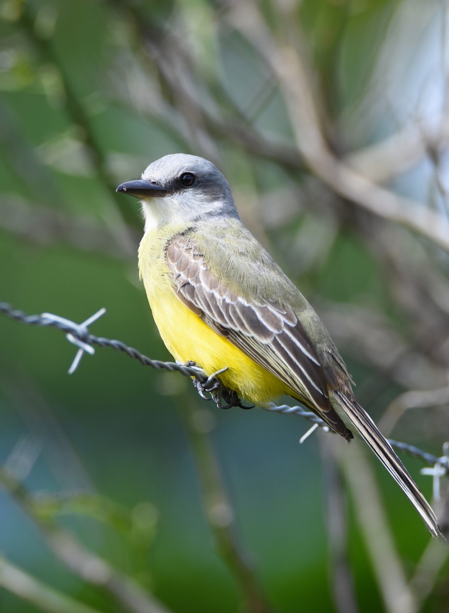 Tropical Kingbird - ML44589971