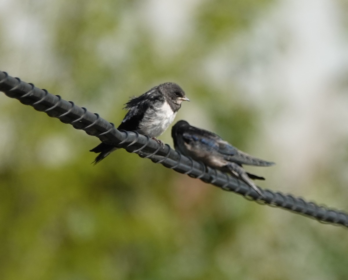 Barn Swallow - ML445902141