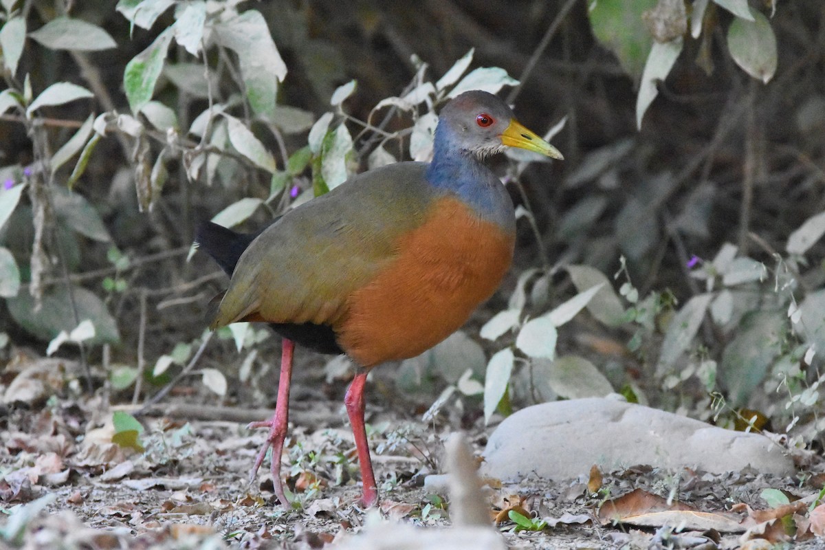 Gray-cowled Wood-Rail - ML445902221