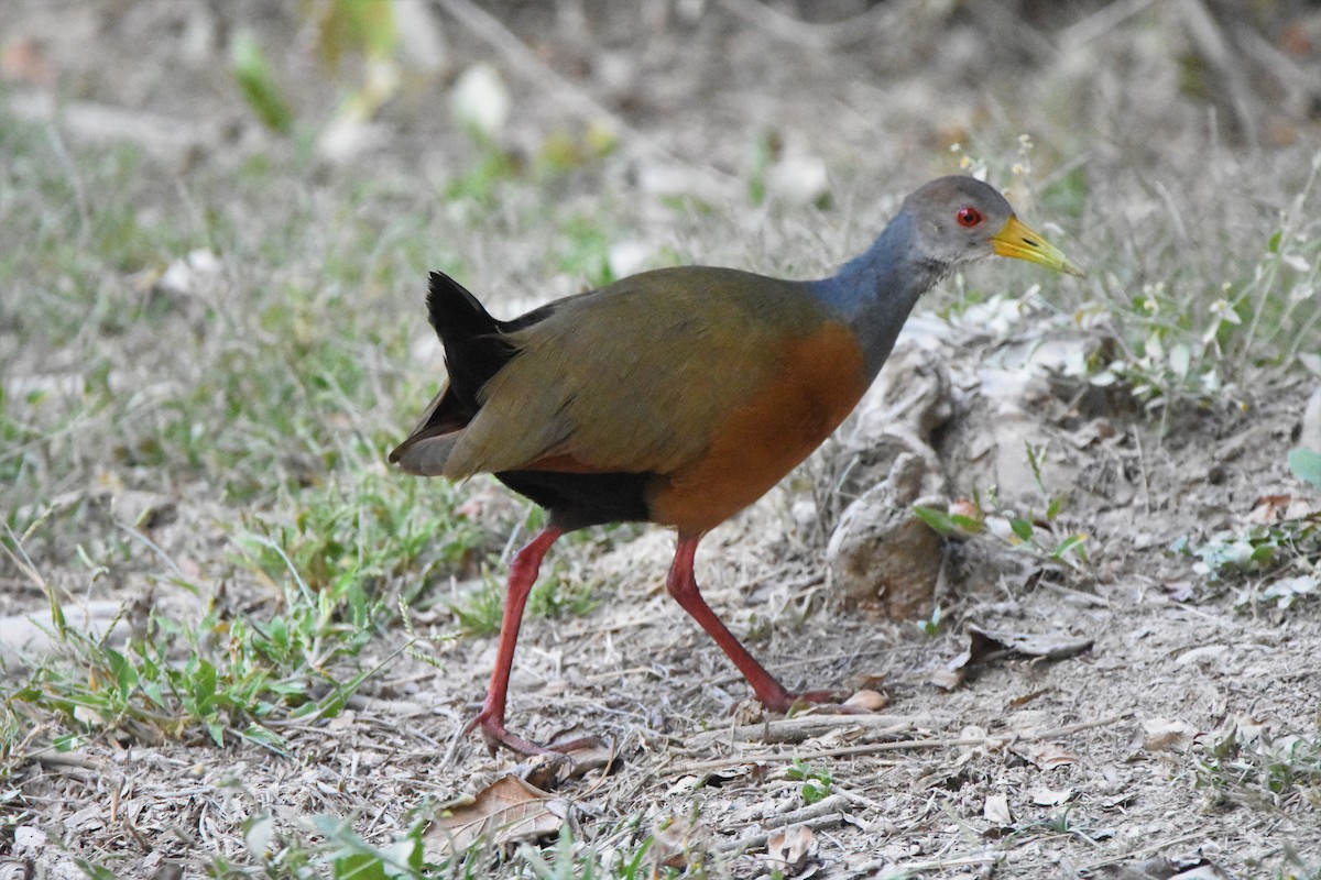 Gray-cowled Wood-Rail - ML445902321