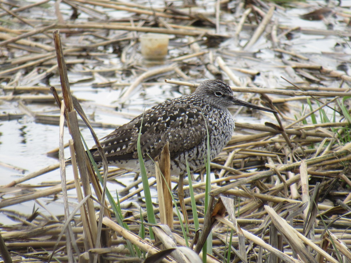 Greater Yellowlegs - ML445903071