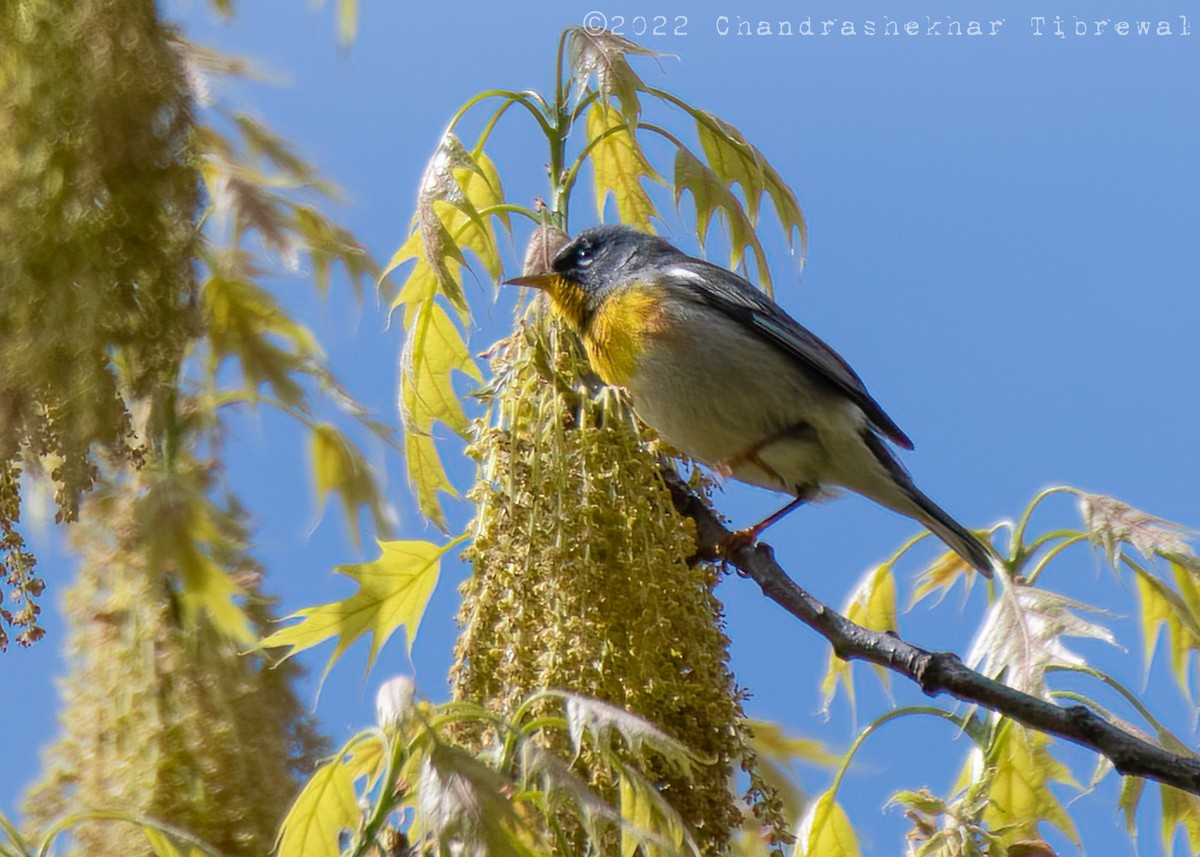 Northern Parula - ML445903731