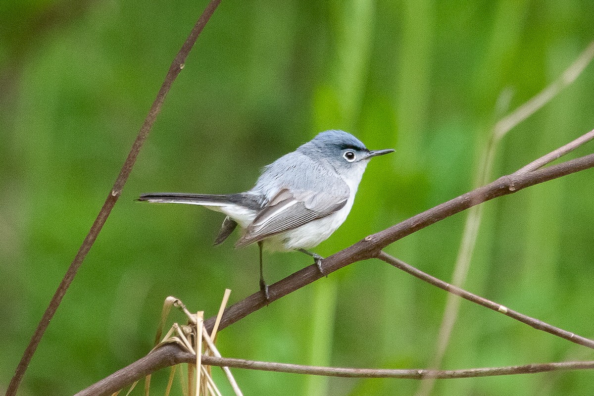 nordmyggsmett - ML445904101