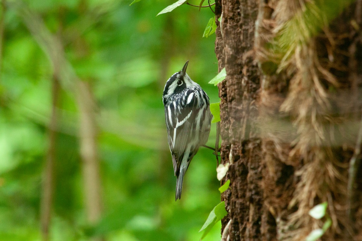 klatreparula - ML445904301