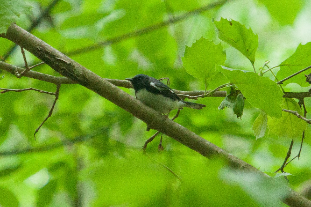 Paruline bleue - ML445904381