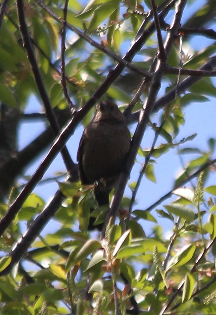 Brown-headed Cowbird - ML445905691