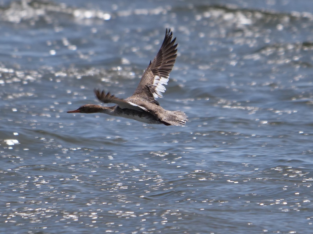 Red-breasted Merganser - Chris Gilbert