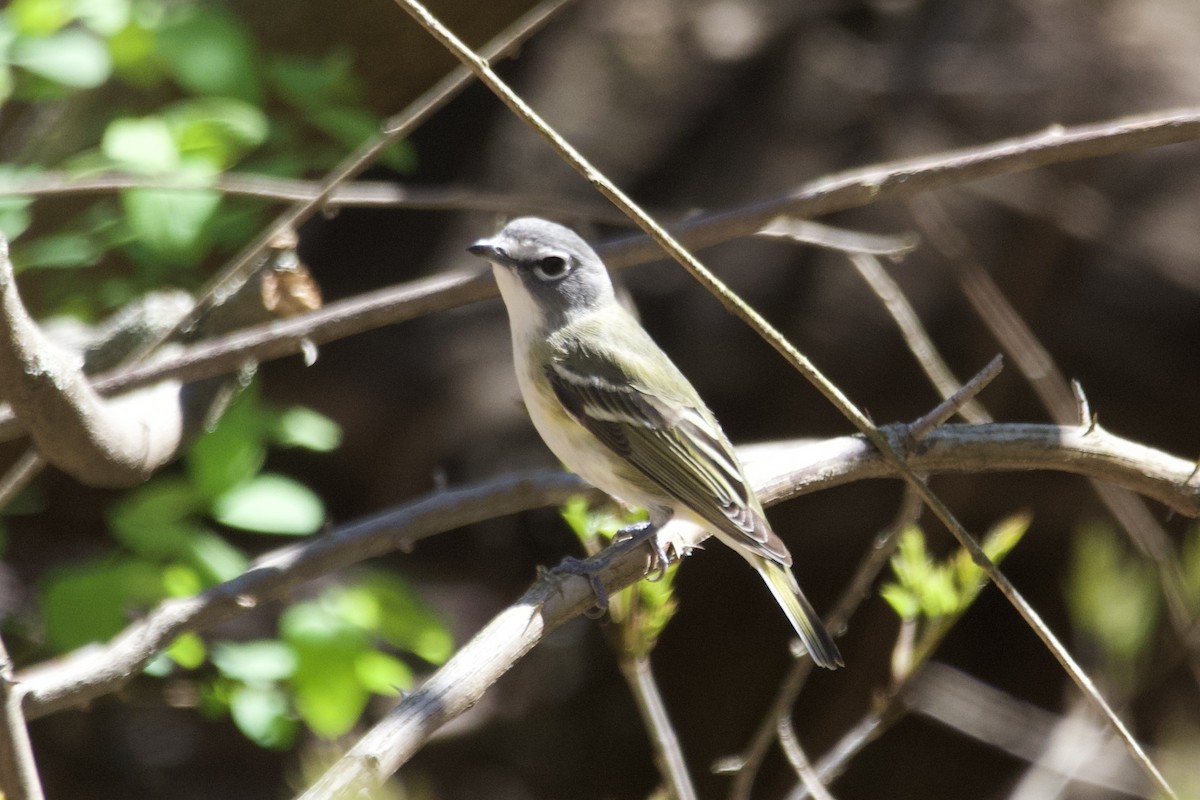 Mavi Başlı Vireo - ML445906551