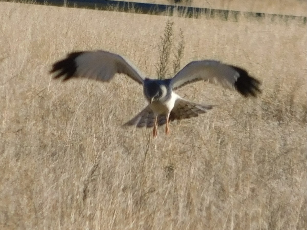 Northern Harrier - Curtis Higgins