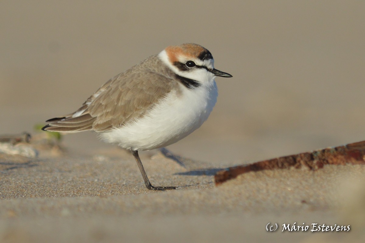 Kentish Plover - Mário Estevens