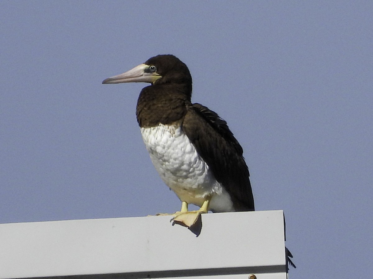 Brown Booby - Rachael Casey