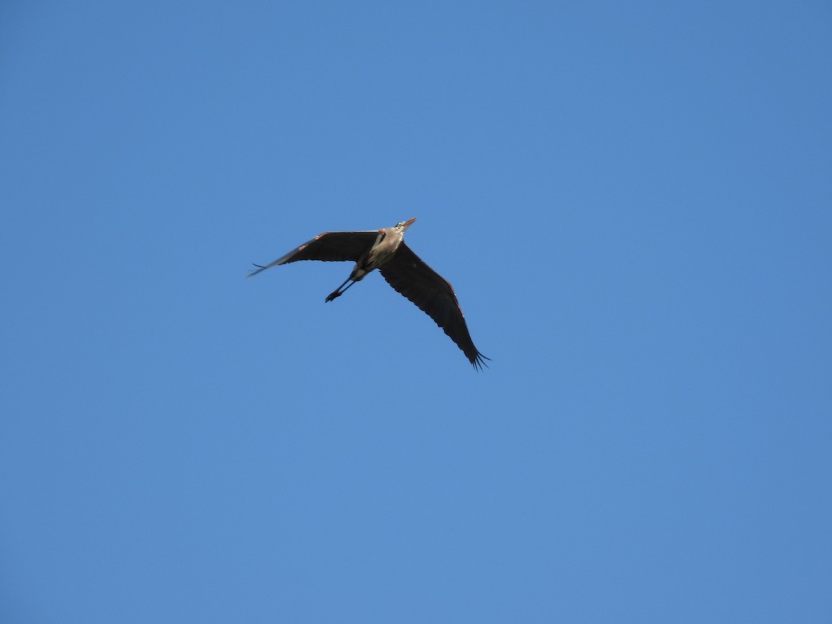 Great Blue Heron - Rachael Casey